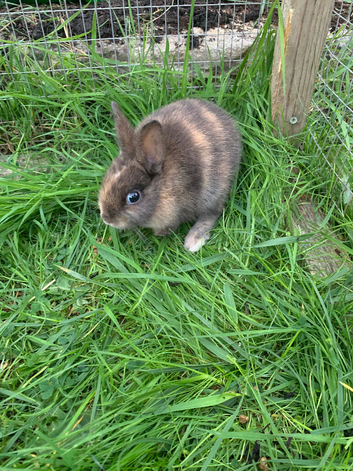 Baby rabbits ready now