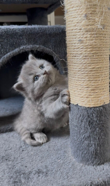 Bsh x Russian kittens cardiff wales