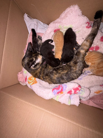 Gorgeous Mixed Litter of Ginger and Black Kittens!