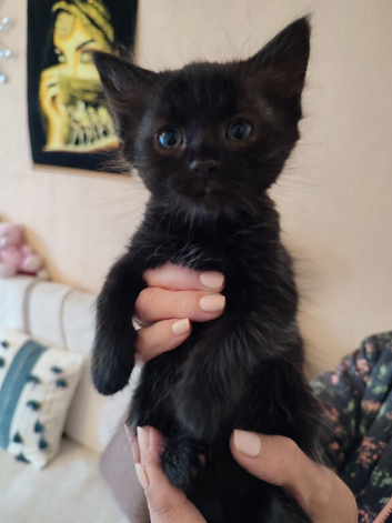 [Leicester - LE3] 2 Kittens Ready for New Homes