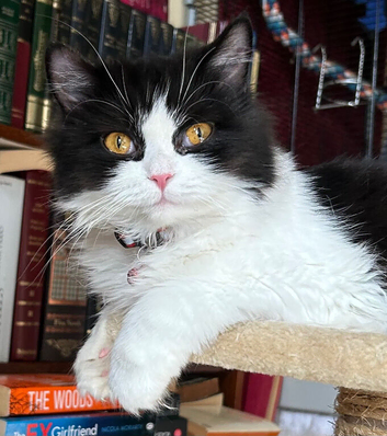 Persian mix female. Spayed and microchipped.