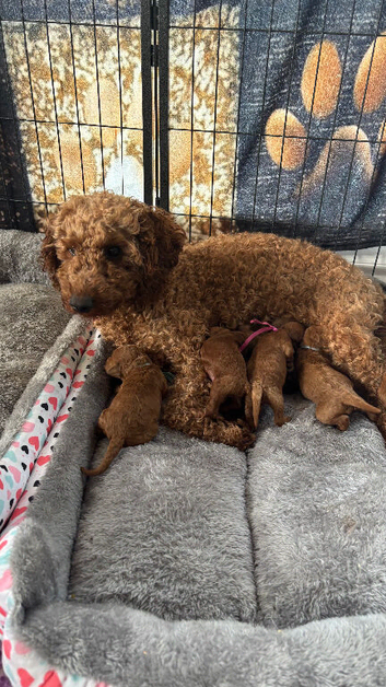 Stunning Red Puppies from Health-Tested Parents