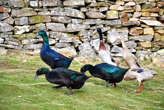 Cayuga / Indian Runner Duck Hatching Eggs X 12