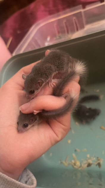 african pygmy dormice babies for rehoming