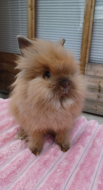 Double Mained Lionhead Doe