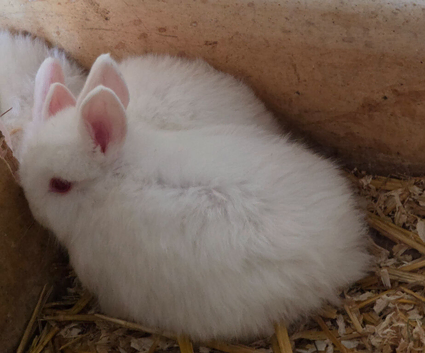 Rabbits for sale
