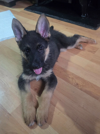Beautiful little girl german shepherd