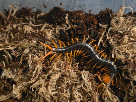CB26 Giant Vietnamese Centipede