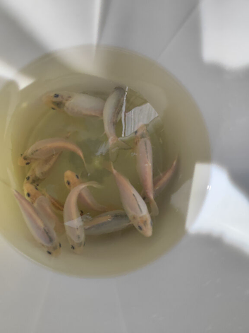Japanese koi Doitsu Shiro Muji 5-8 inch (QTY 13)