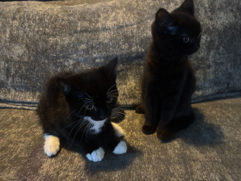 two moggie kittens