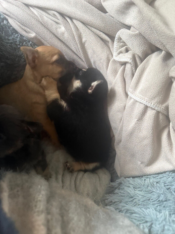 Pomchi puppies