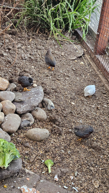 Quails