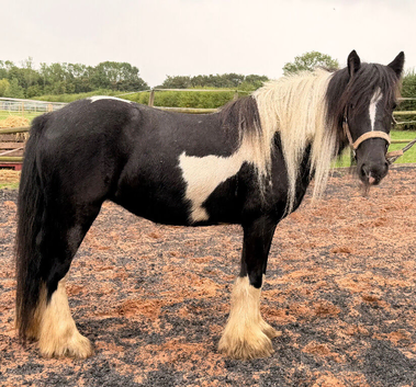 Heavy weight cob