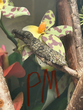 Collection for sale. Northern spiny tail geckos (strophurus ciliaris) and chameleon geckos (Eurydactylodes vieillardi). Proven breeders and offspring.