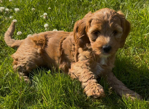 Fabulous Australian labradoodle pups. (Health tested lines)