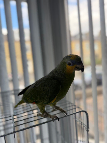 Male Blue headed semi tamed talking Parrot