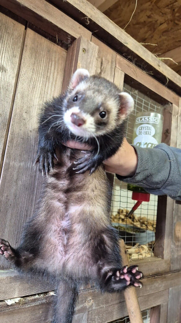 Micro eu ferrets 15 weeks old