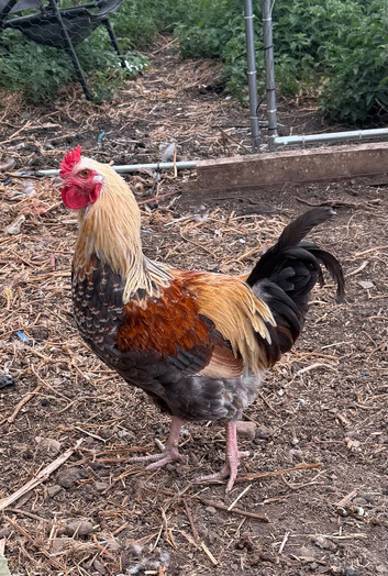 Brahma cockerel