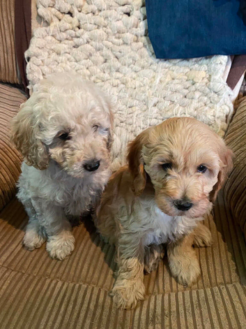 Stunning litter of Cavapoos