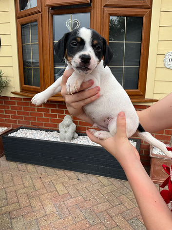 Jack russell