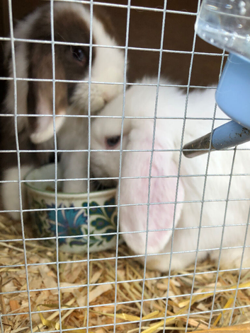 Gorgeous mini lops for sale.