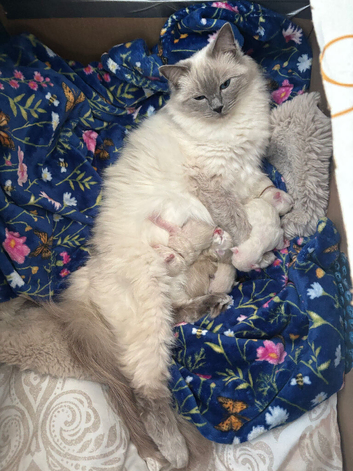 8 week old ragdoll kitties 1 SNOW WHITE GIRL