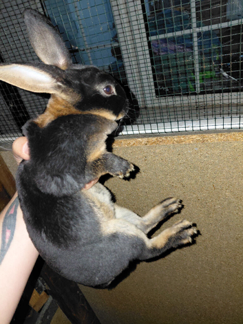 Rabbit Black otter mini rex for sale