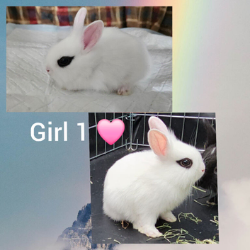 Beautiful netherland dwarf cross single lionheads