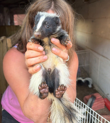 Skunk baby
