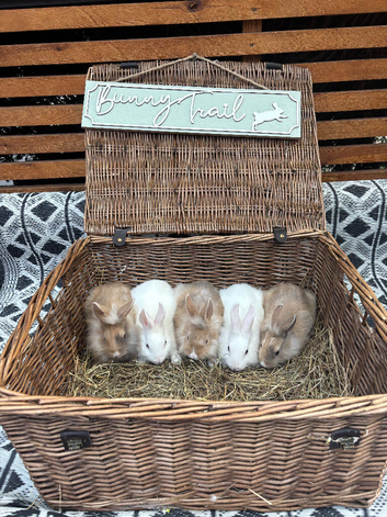 Beautiful Lionhead bunnies for sale