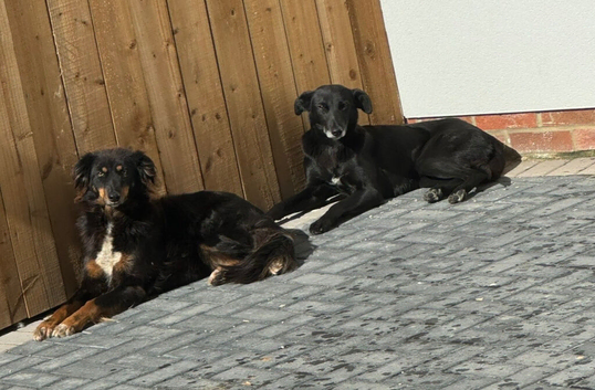 Greyhound x Collie Sisters