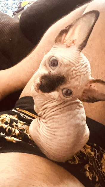Boy Canadian Sphynx