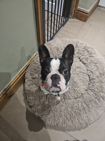 Boston terrier for stud