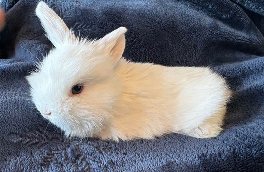 Pure bred mini lop bunnies