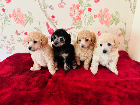 Extensively Health Tested kc toy poodle puppies