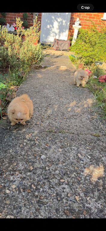 Stunning Pomeranian Pups (teddy bear)