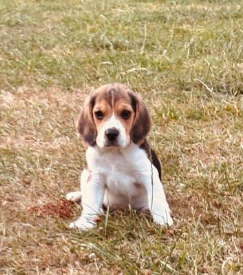 One gorgeous male beagle puppy available