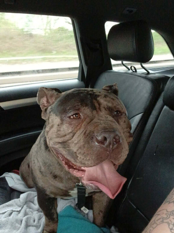 pocket bully