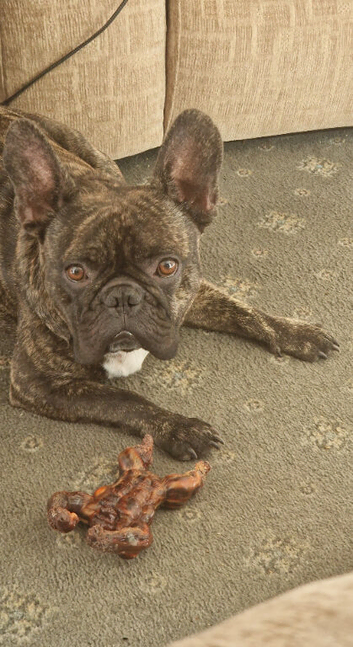 French Bulldog For sale