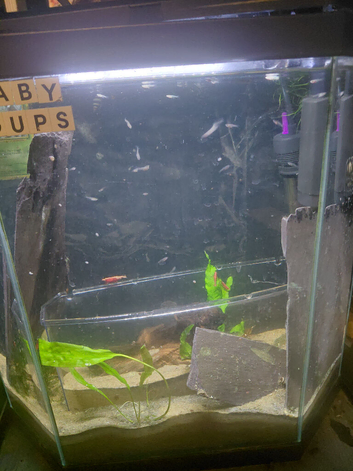 Selling baby guppies greens blacks yellows bright oranges (majority) and albinos you can pick between female and male and colors are completely random