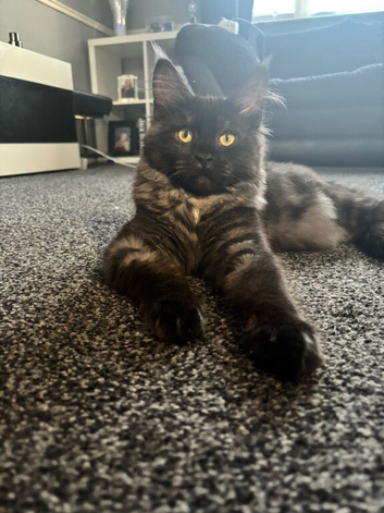 LUNA mainecoon kitten