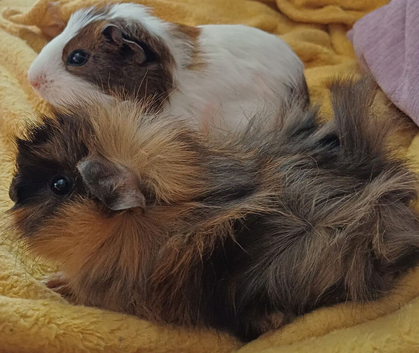 9 week old brothers gpigs