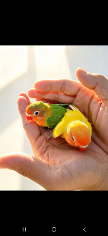 DECINO/ FISHER LOVEBIRDS CHICKS FOR HAND TAME