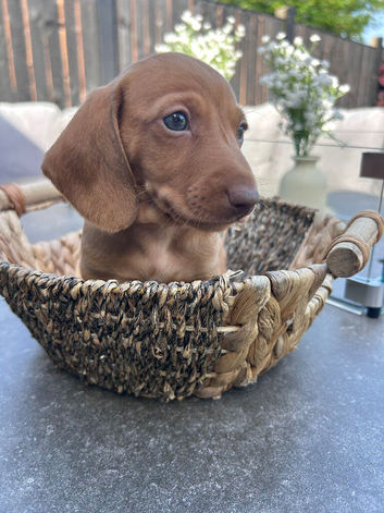 Smooth hair miniture dachshunds