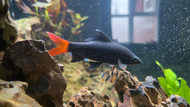Red Tail Shark