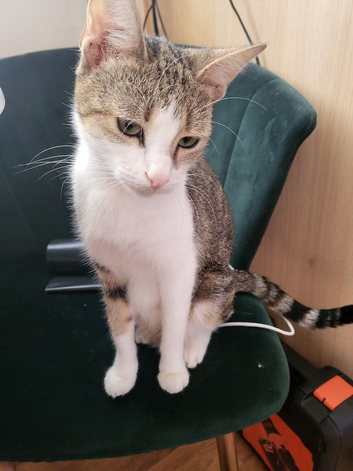 Lovely Cat