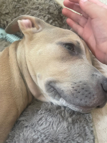 13 week old pup