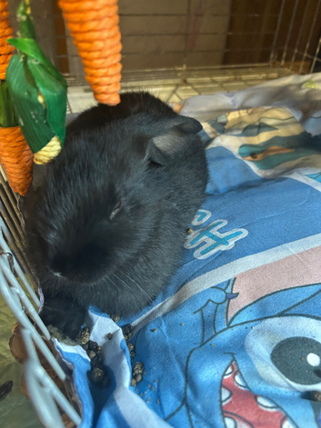 Baby rabbits