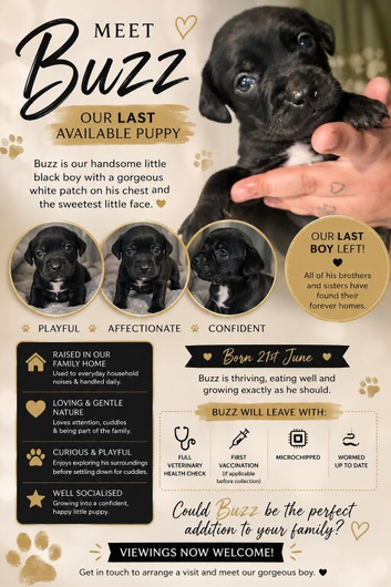 Cockerbulls Puppies