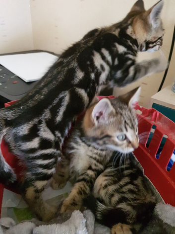 Bengal cross kittens